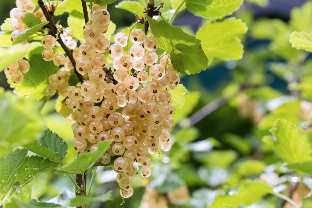 Reife weiße Johannisbeeren hängen in dichten Trauben an einem grünen Strauch.