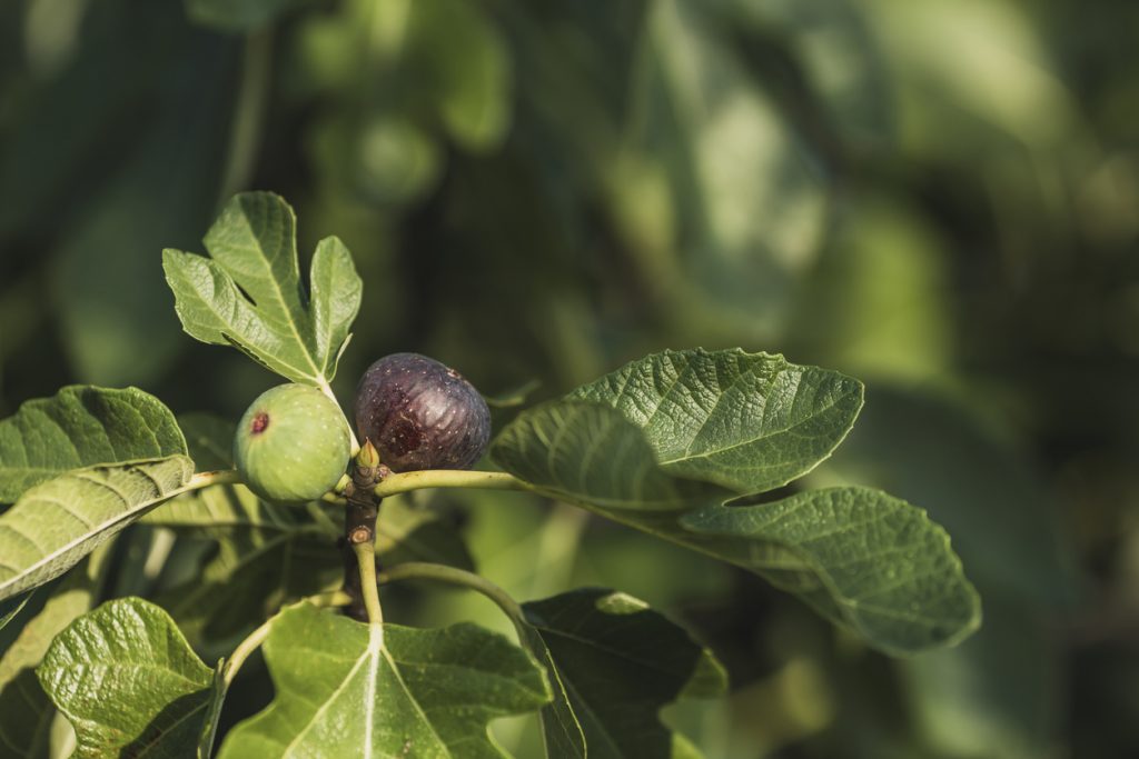 Nahaufnahme eines Feigenzweigs mit einer violett-reifen und einer grünen Feige zwischen großen, sonnenbeschienenen Blättern.