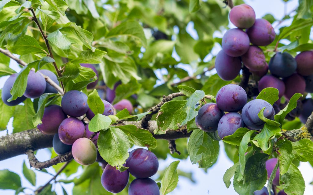 Violette Pflaumen hängen in Trauben zwischen grünen Blättern.