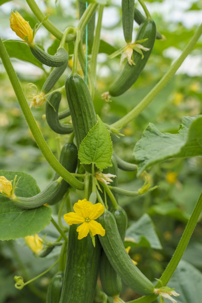 Nahaufnahme einer rankenden Gurkenpflanze mit mehreren grünen Minigurken und leuchtend gelben Blüten zwischen großen Blättern.