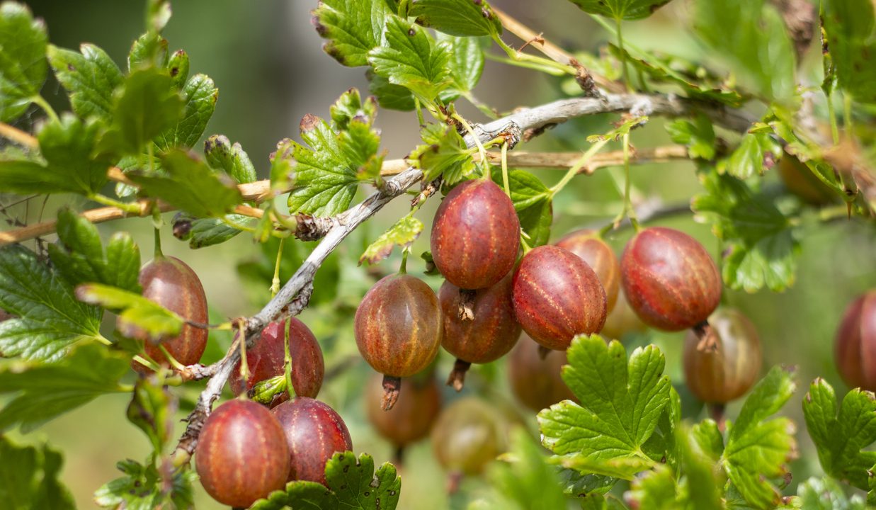 Die Stachelbeere: Das unterschätzte Superfood aus Omas Garten