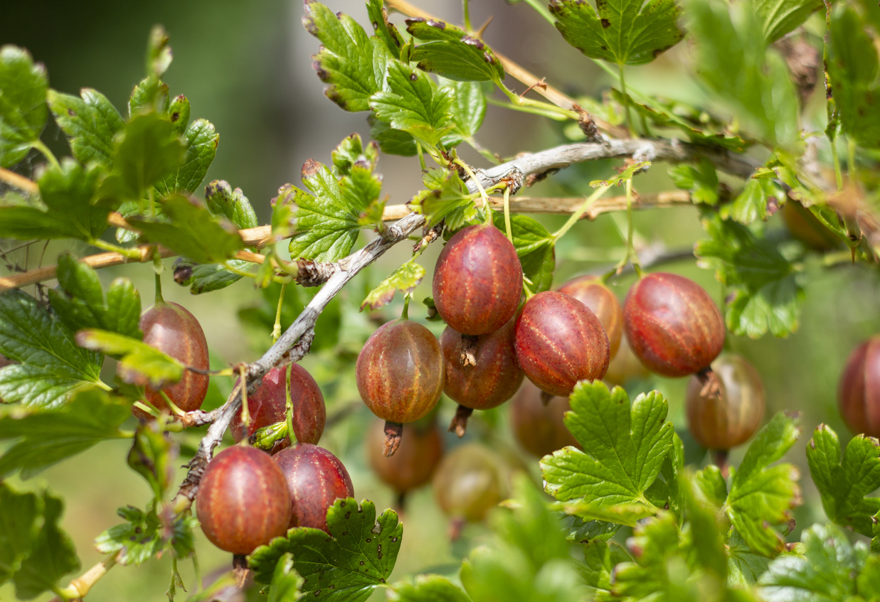 Reife rote Stachelbeeren hängen an einem grünen Strauch.