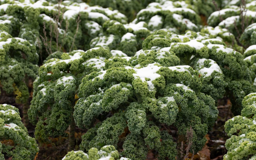Reihen krausen Grünkohls im Freiland, deren Blätter von einer dünnen Schneeschicht bedeckt sind.