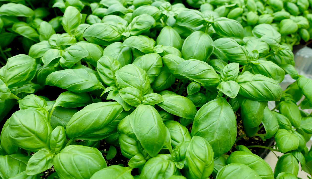Basilikum in der Küche – Frisch, aromatisch und viel vielseitiger als viele denken