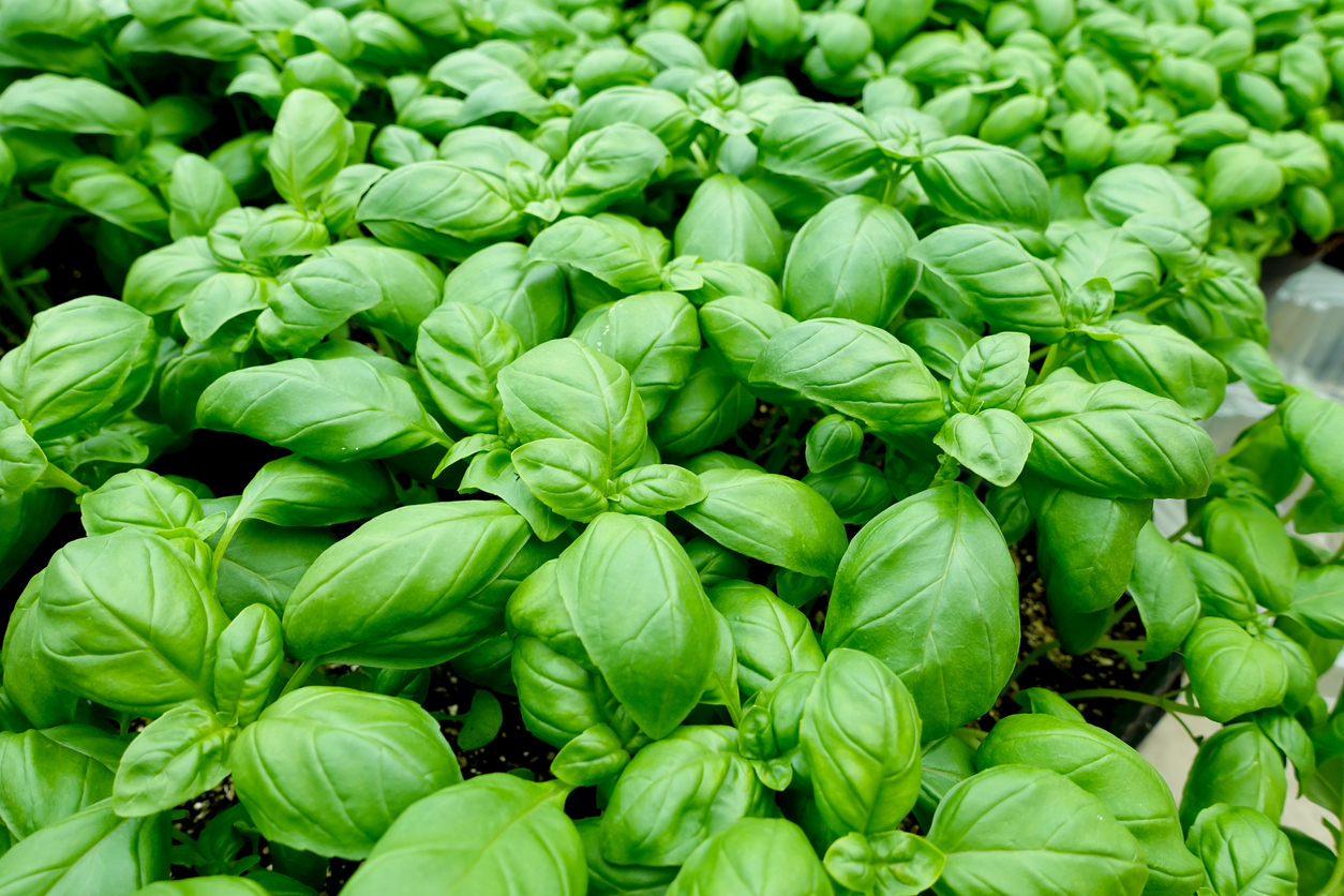 Viele frische Basilikumblätter wachsen dicht an dicht in einem Beet.