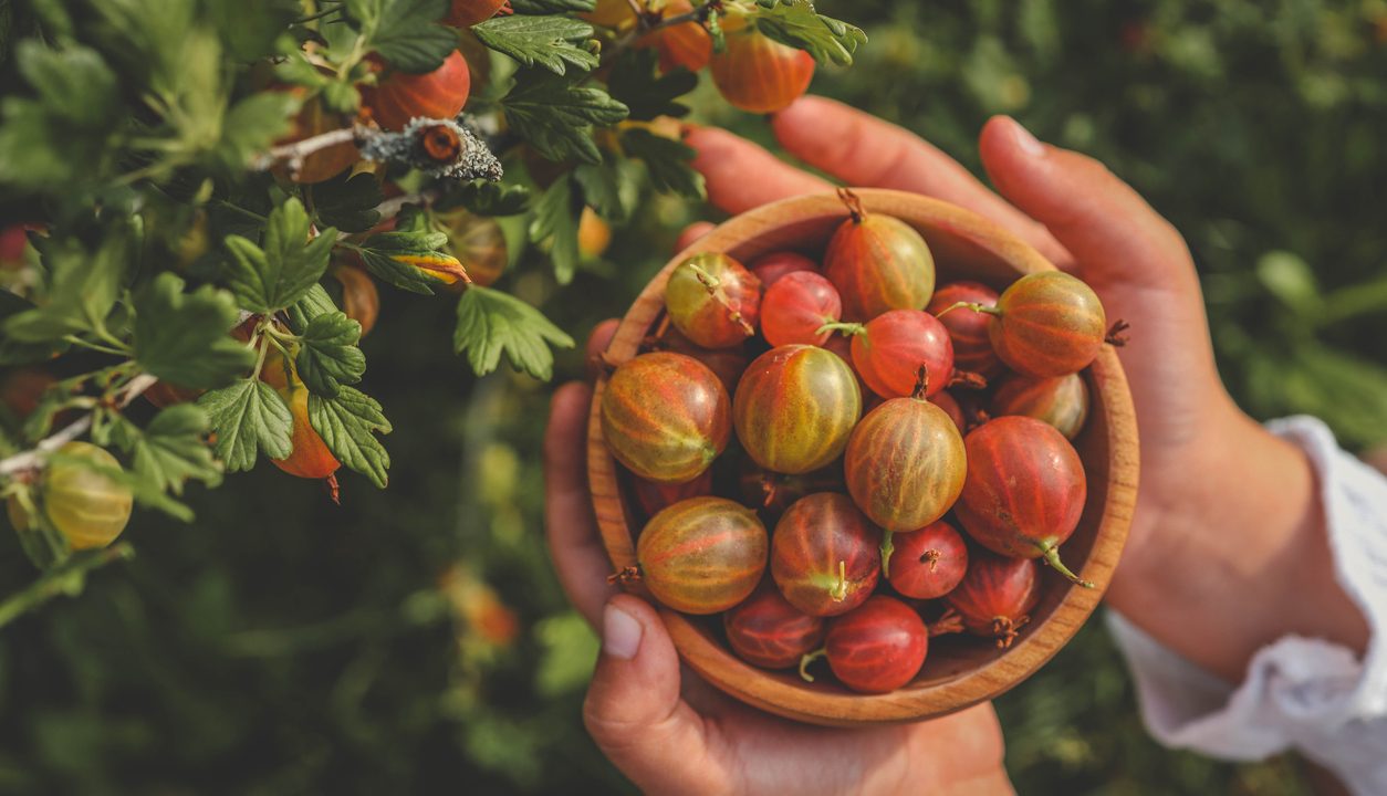 Die Stachelbeere überzeugt mit Frische, Aroma und Vielfalt