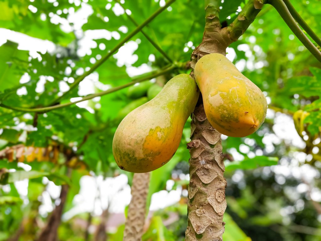 Nahaufnahme von zwei gelbgrünen Papayas, die an einem Stamm unter dichten grünen Blättern hängen.