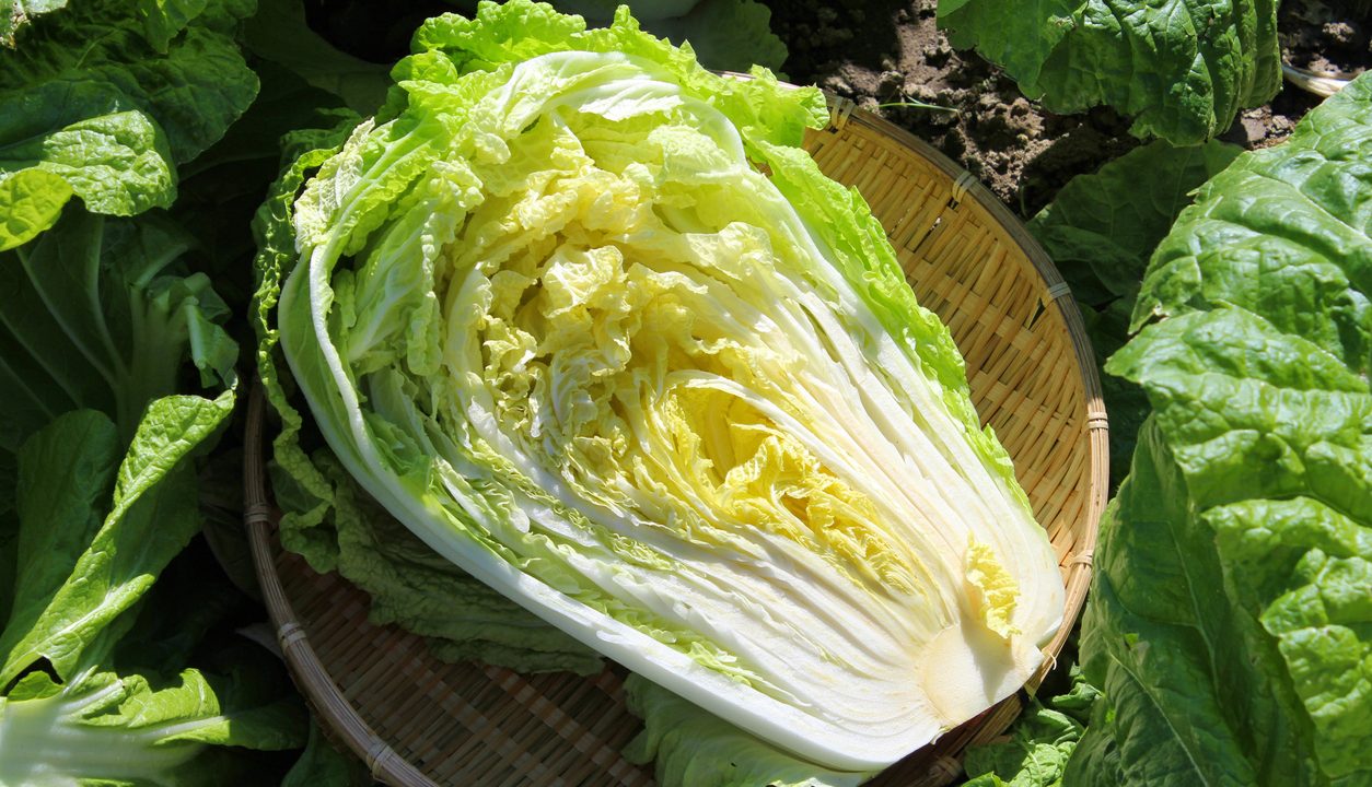 Chinakohl: Perfekt für asiatische Küche, Salate und Gemüsepfannen