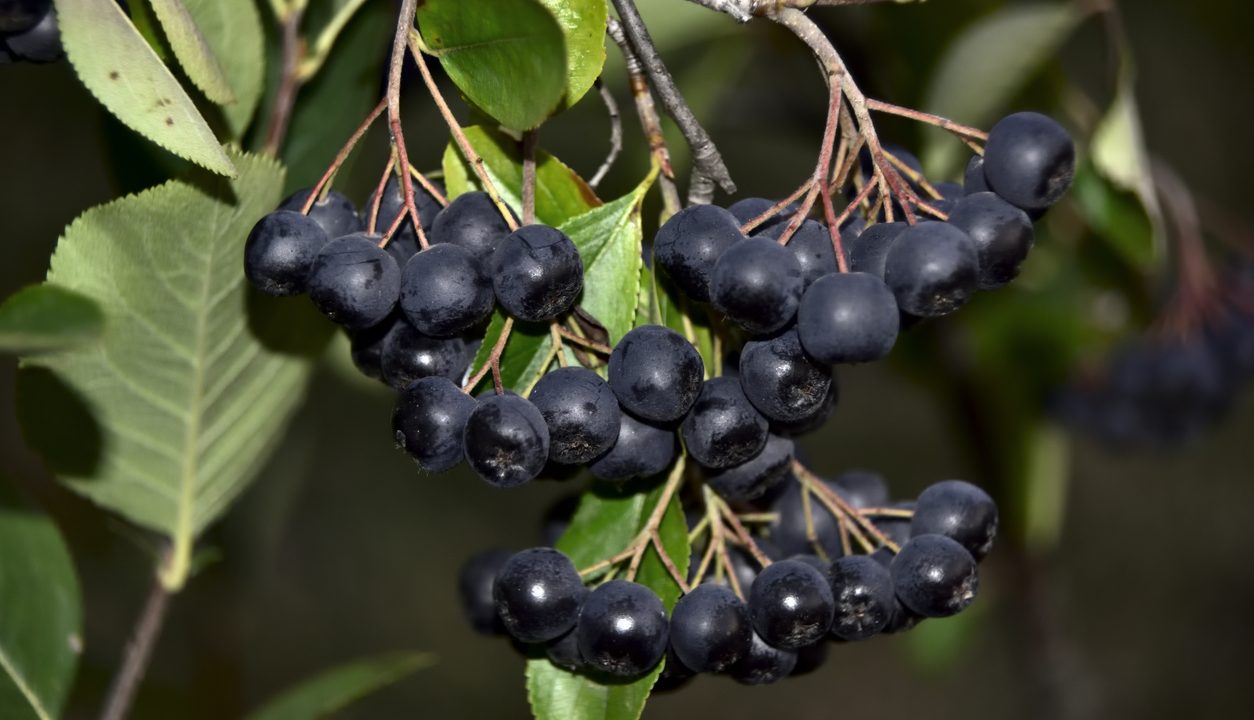 Aronia als heimische Powerbeere