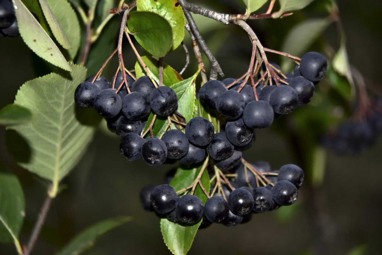 Schwarze Beeren hängen in dichten Trauben an einem Strauch mit grünen Blättern.