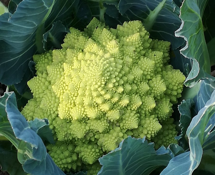 Romanesco – zarte Röschen mit Wow-Optik