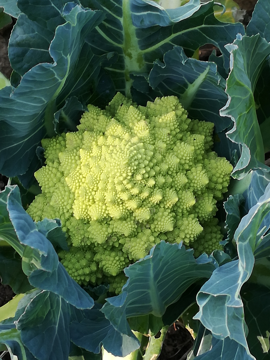 Ein Romanesco-Kopf ist von großen blaugrünen Blättern umhüllt.