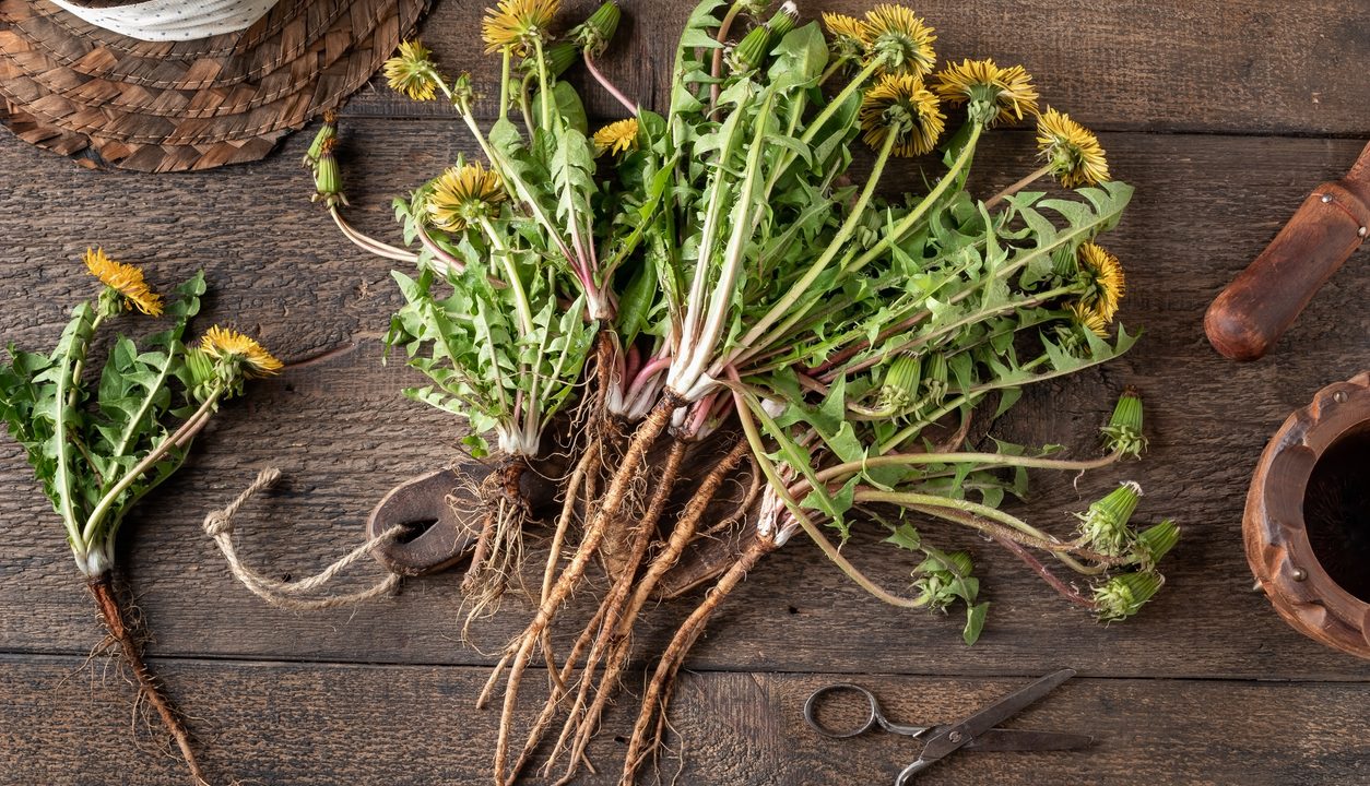 Löwenzahn als essbares Wildkraut