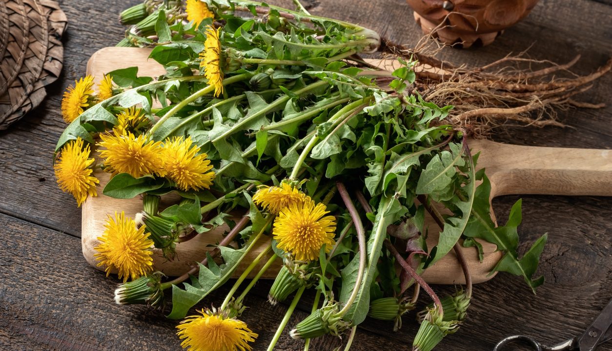 Löwenzahn: Gesund, würzig und perfekt für Salat, Tee und kreative Rezepte