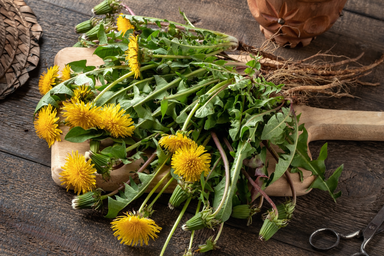Frisch geernteter Löwenzahn mit gelben Blüten und grünen Blättern liegt auf einem Holzbrett in der Küche.