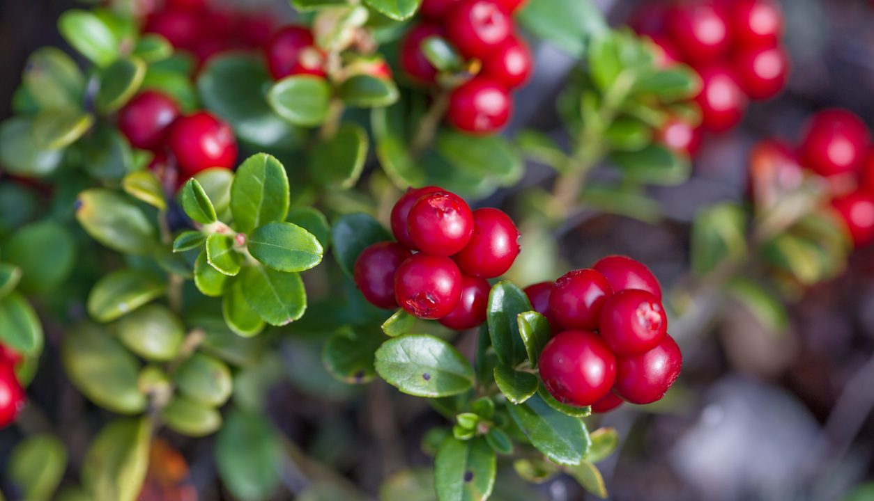 Cranberry: So bringt die rote Beere frischen Geschmack in die Küche