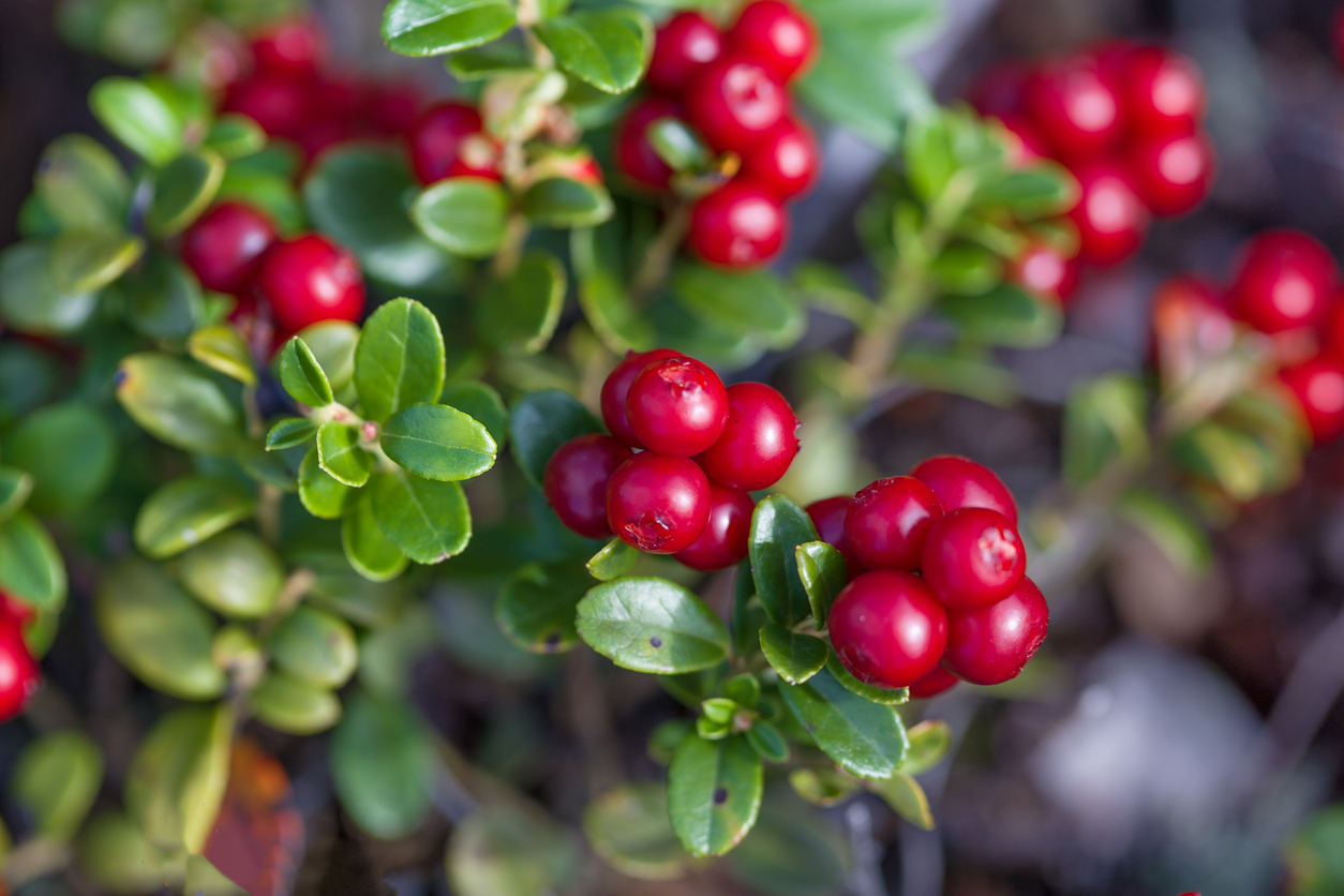 Kleine Cranberrys wachsen an einem niedrigen Strauch mit glänzenden grünen Blättern.