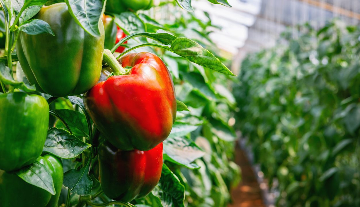 Paprika: Warum dieses bunte Gemüse in der Küche so vielseitig ist