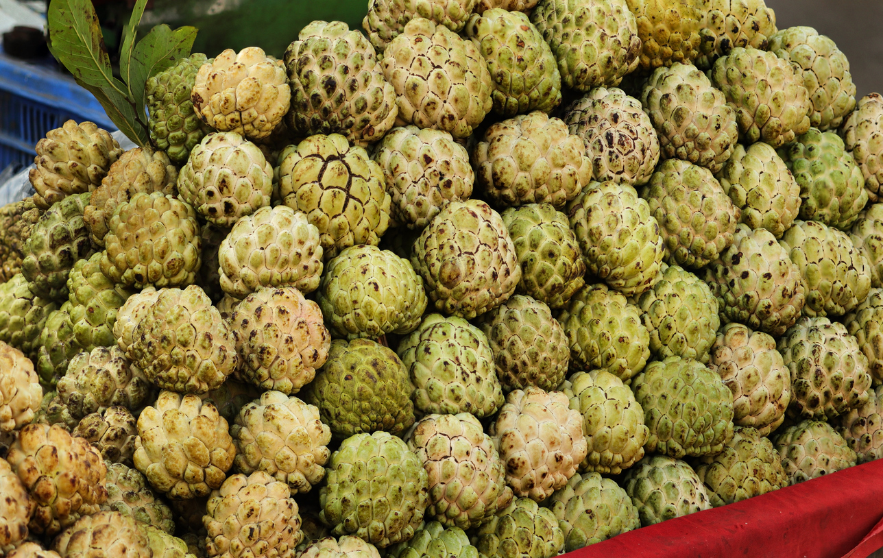 Viele Cherimoya Früchte liegen gestapelt an einem Marktstand in verschiedenen Grüntönen.