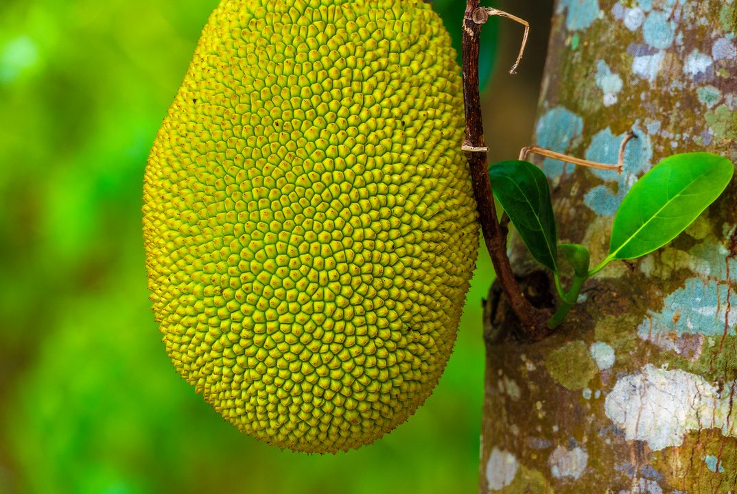 Jackfrucht: So vielseitig ist die tropische Riesenfrucht