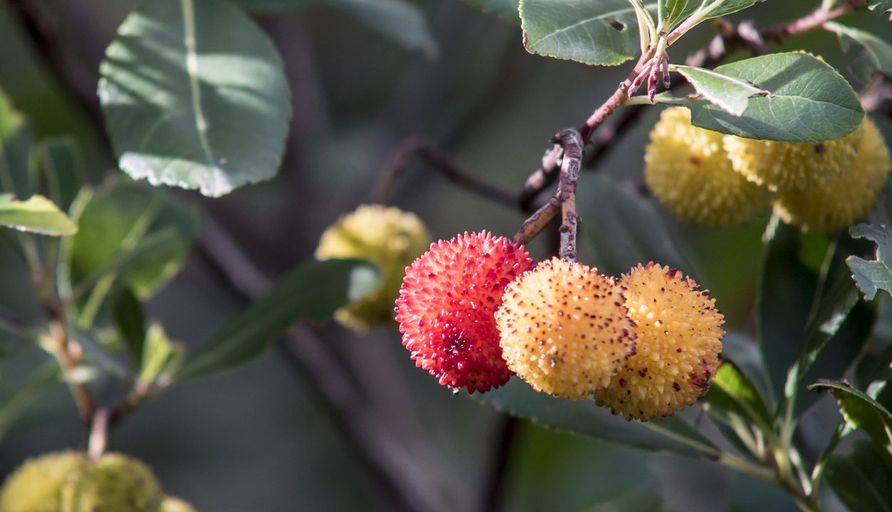 Arbutus – die Früchte des Erdbeerbaums