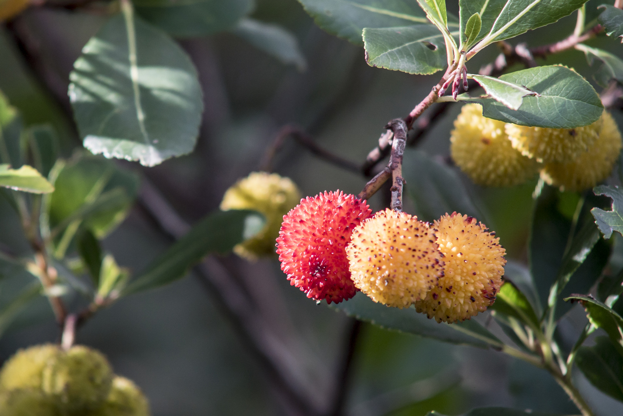Gelbe und rote, stachelige Früchte hängen an einem Ast mit grünen Blättern.