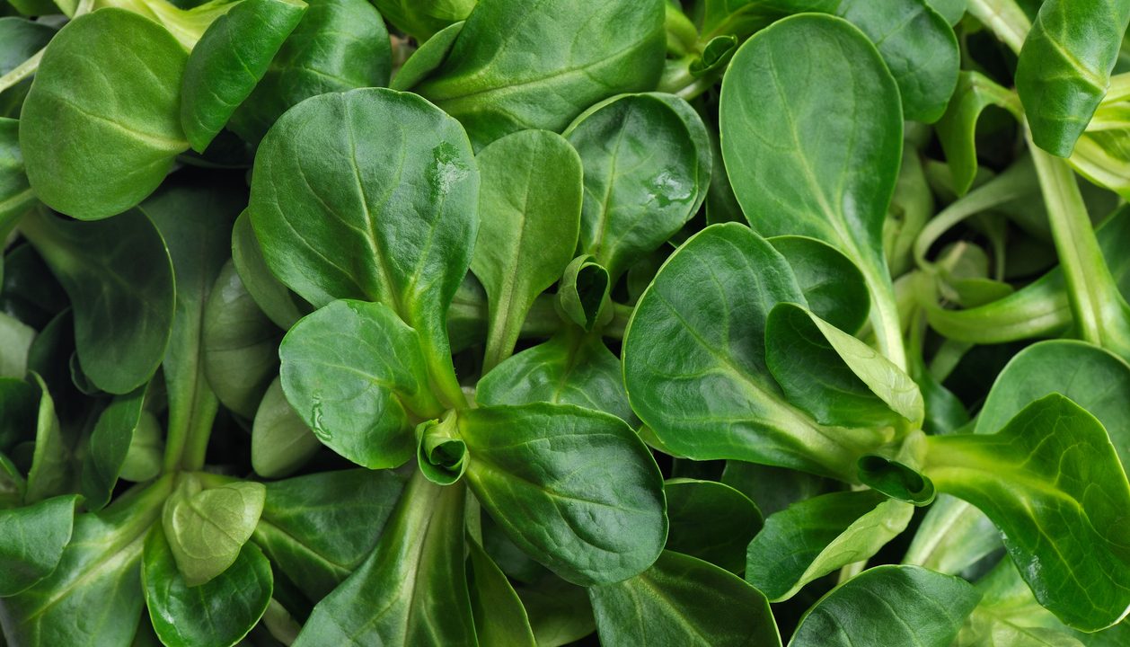 Feldsalat als zartes Wintergrün