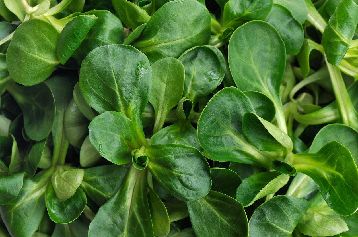 Nahaufnahme von zartem Feldsalat mit vielen grünen Blättern.