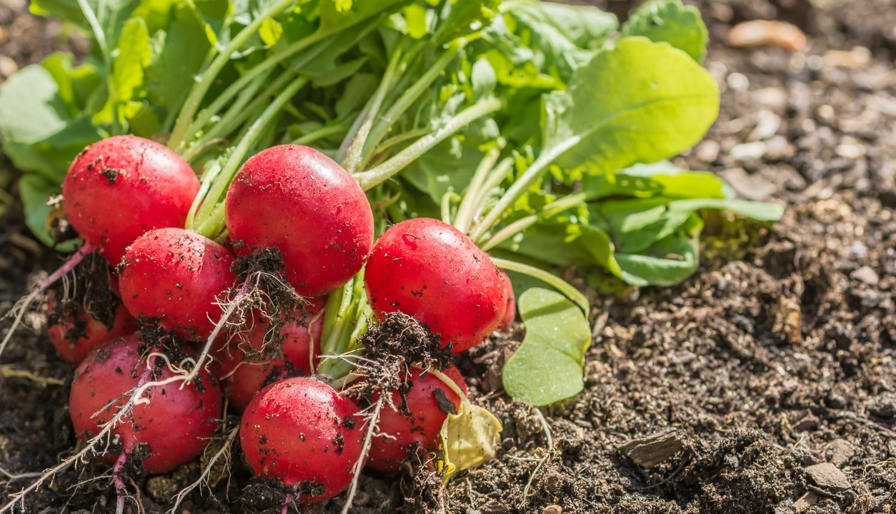 Radieschen – Knackiges Gemüse mit Schärfe und Frische