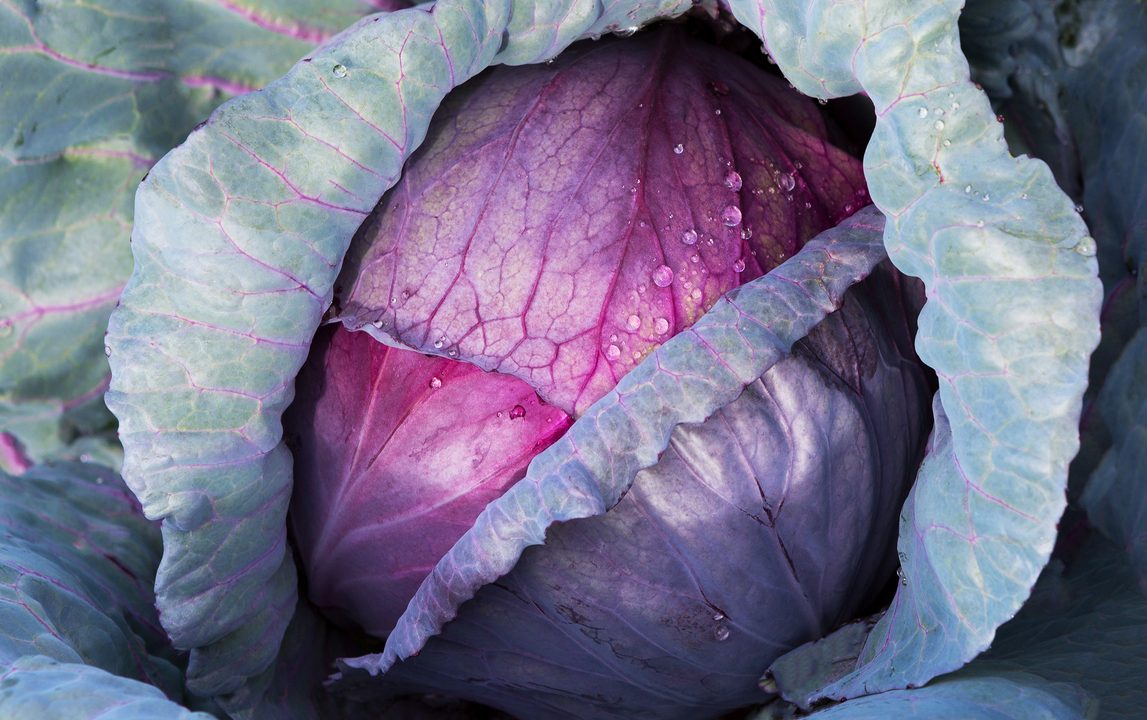 Rotkohl – Kräftiges Wintergemüse mit Farbe und Nährstoffen