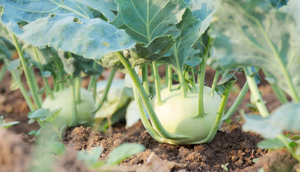 Kohlrabi richtig zubereiten – so bleibt er zart, saftig und aromatisch