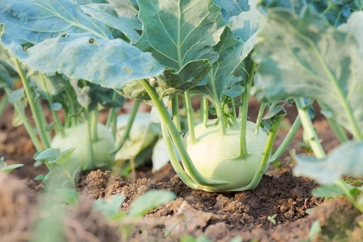 Ein Kohlrabi sitzt halb sichtbar in lockerer Erde und ist von großen Blättern umgeben.