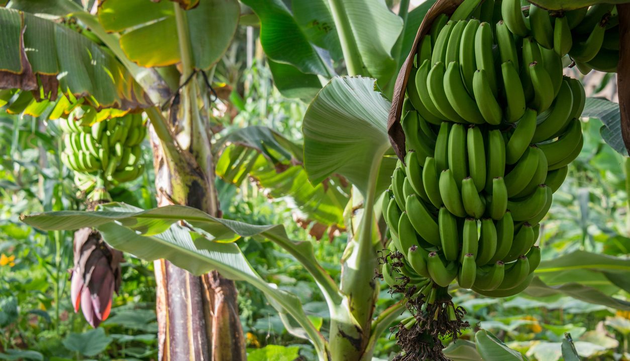 Bananen: Einfach, lecker und ideal für schnelle gesunde Rezeptideen