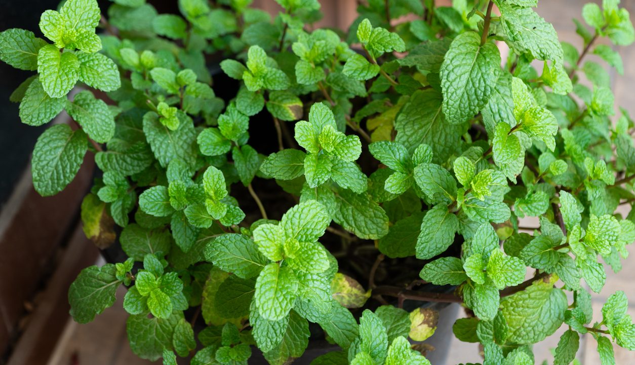 Minze – Das frische Kraut, das Drinks, Desserts und herzhafte Küche aufweckt