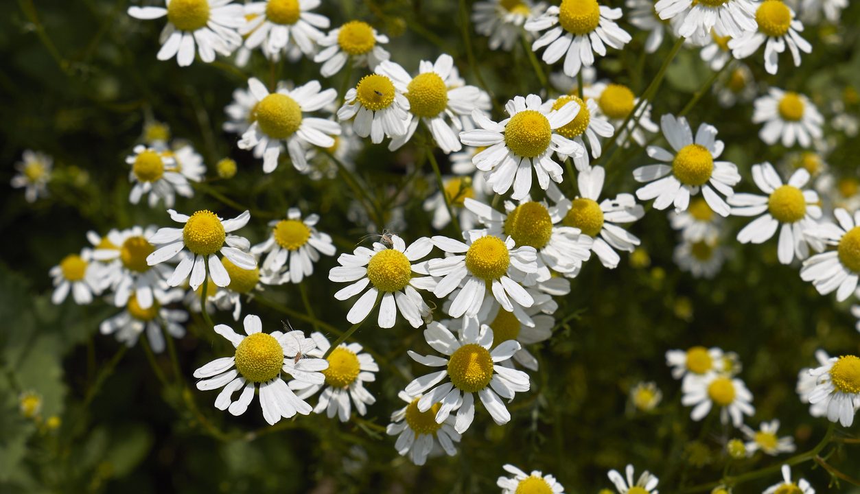 Kamille: sanft, duftend, unglaublich vielseitig