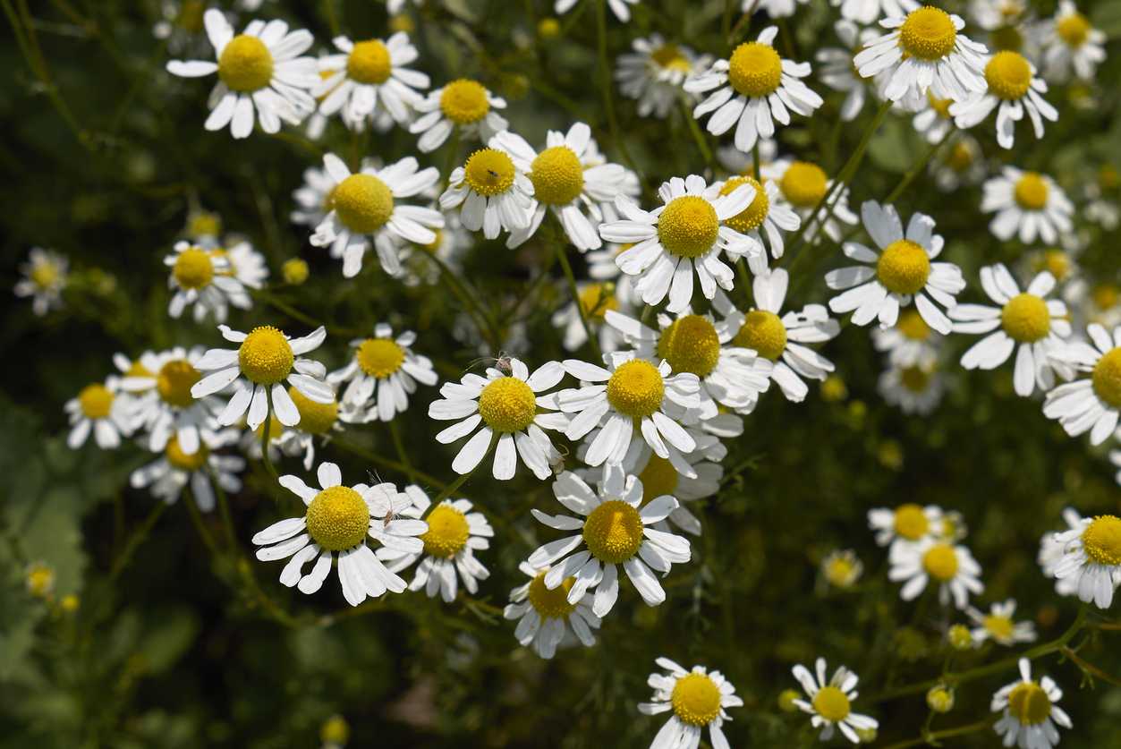 Viele Kamillenblüten mit weißen Blättern und gelben Köpfen wachsen dicht beieinander.