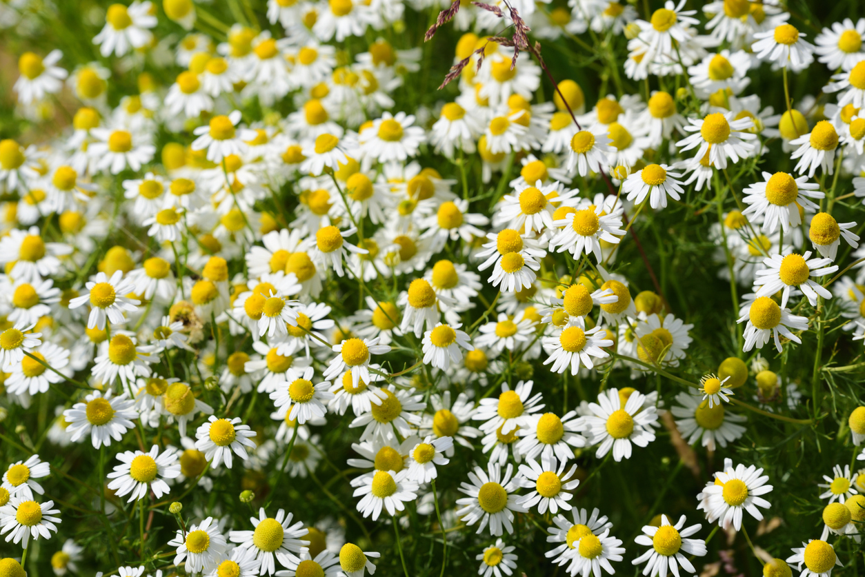 Ein großes Feld mit blühender Kamille füllt das Bild mit weißen und gelben Blüten.