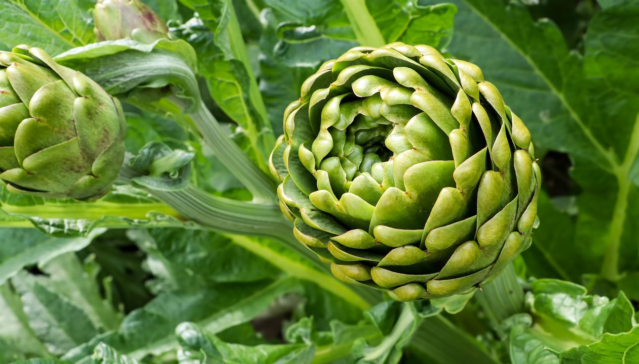 Artischocken: Diese 5 Ideen machen sie zum Lieblingsgemüse
