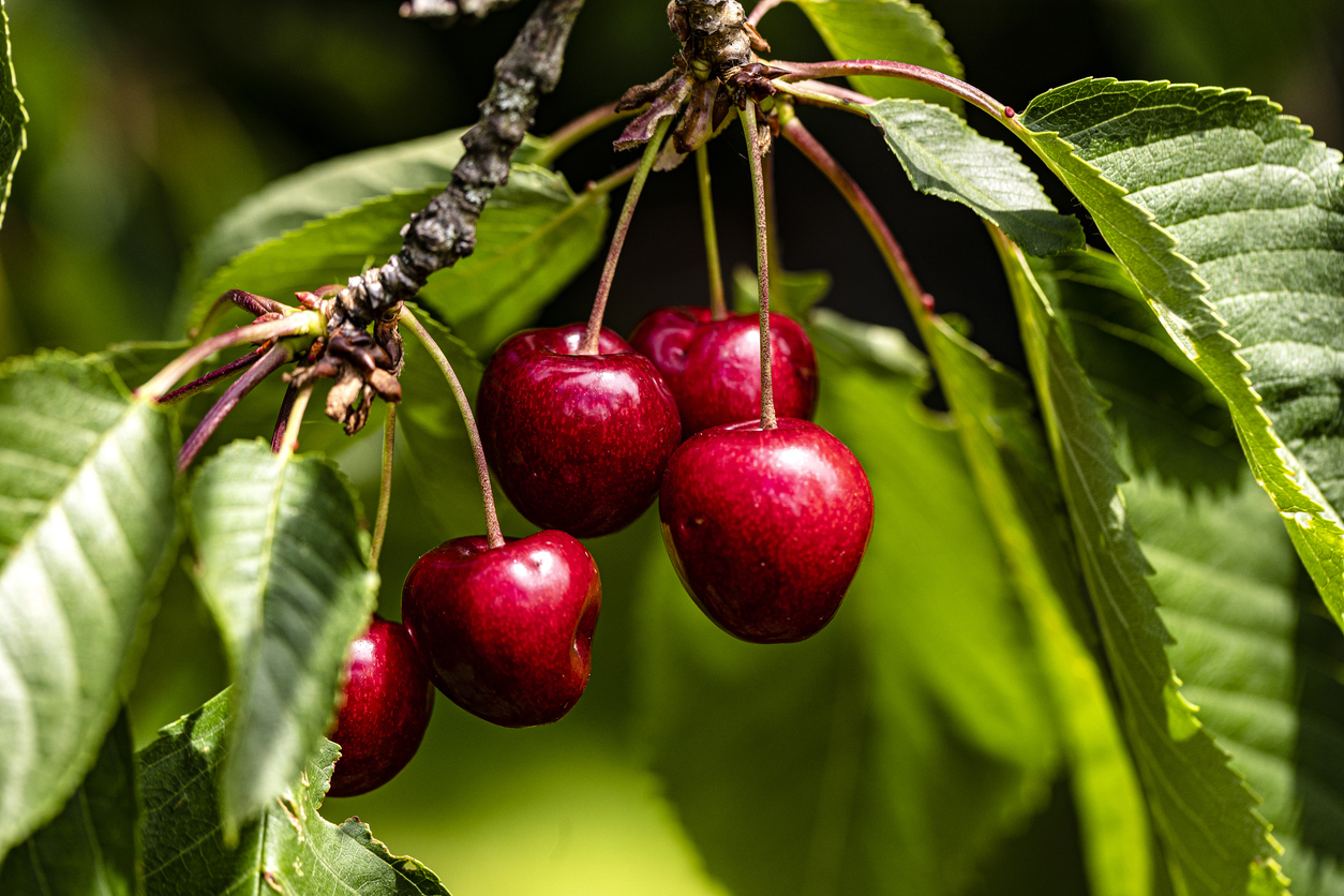 5 große, rote Kirschen hängen an ihren Stielen unter grünen Blättern; die glatte Schale reflektiert das Licht.