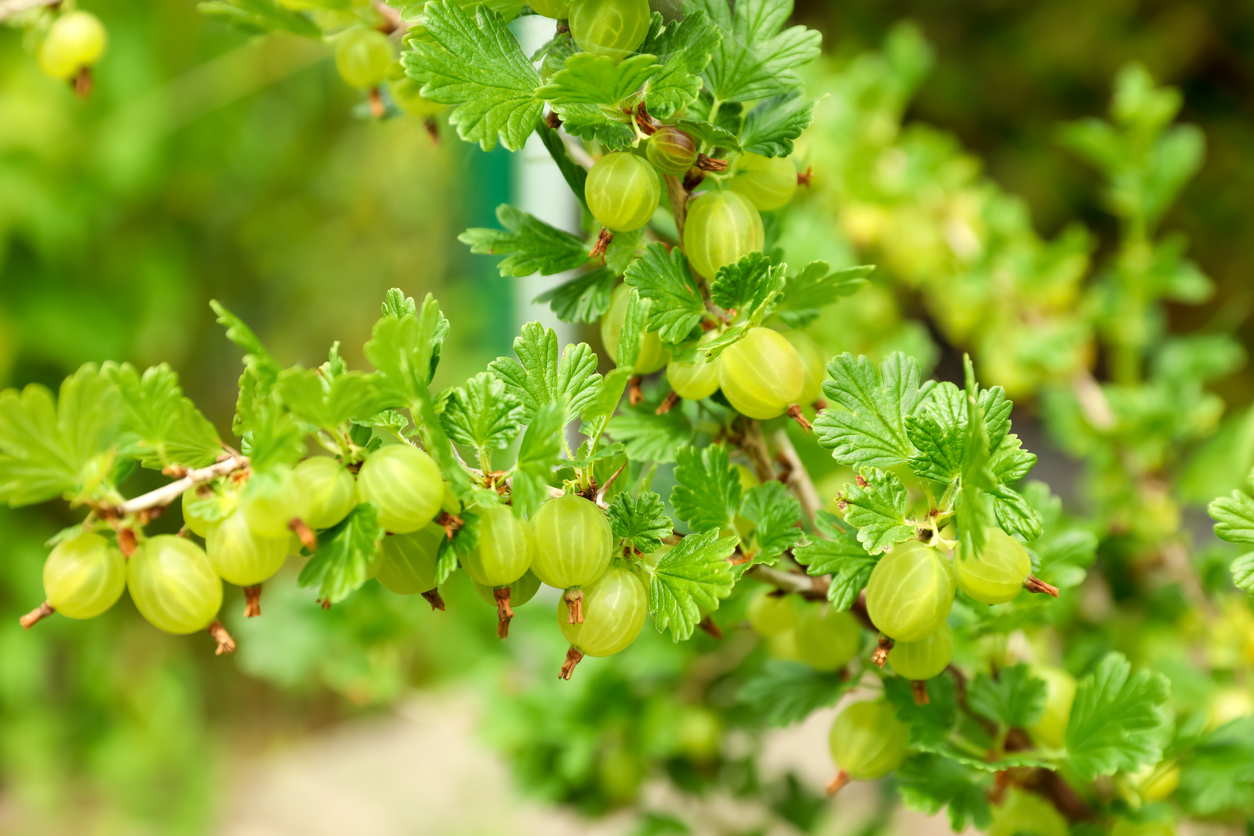 Eine Nahaufnahme zeigt zahlreiche grüne, noch leicht durchscheinende Stachelbeeren, die an einem belaubten Zweig hängen.