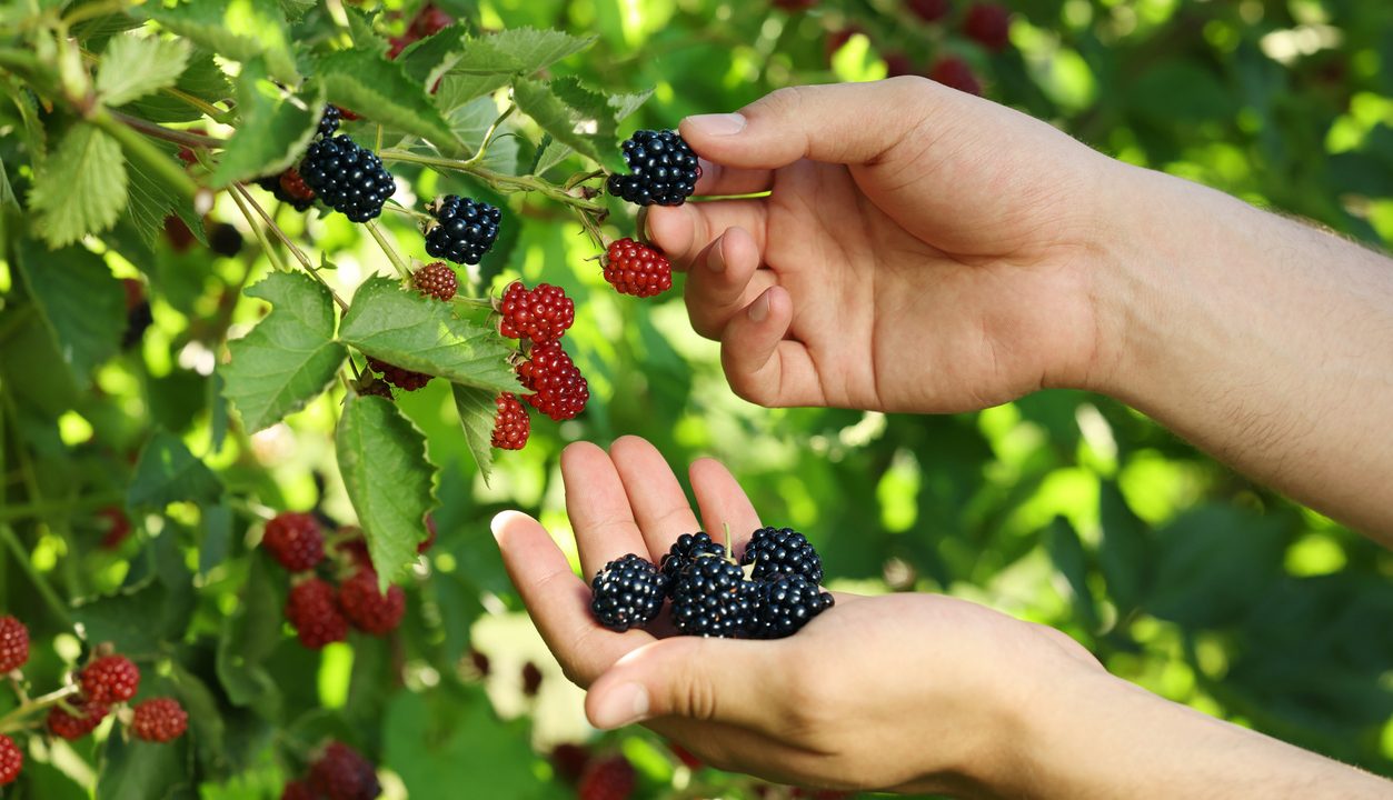 Brombeere: Warum die dunkle Beere so gesund und vielseitig ist