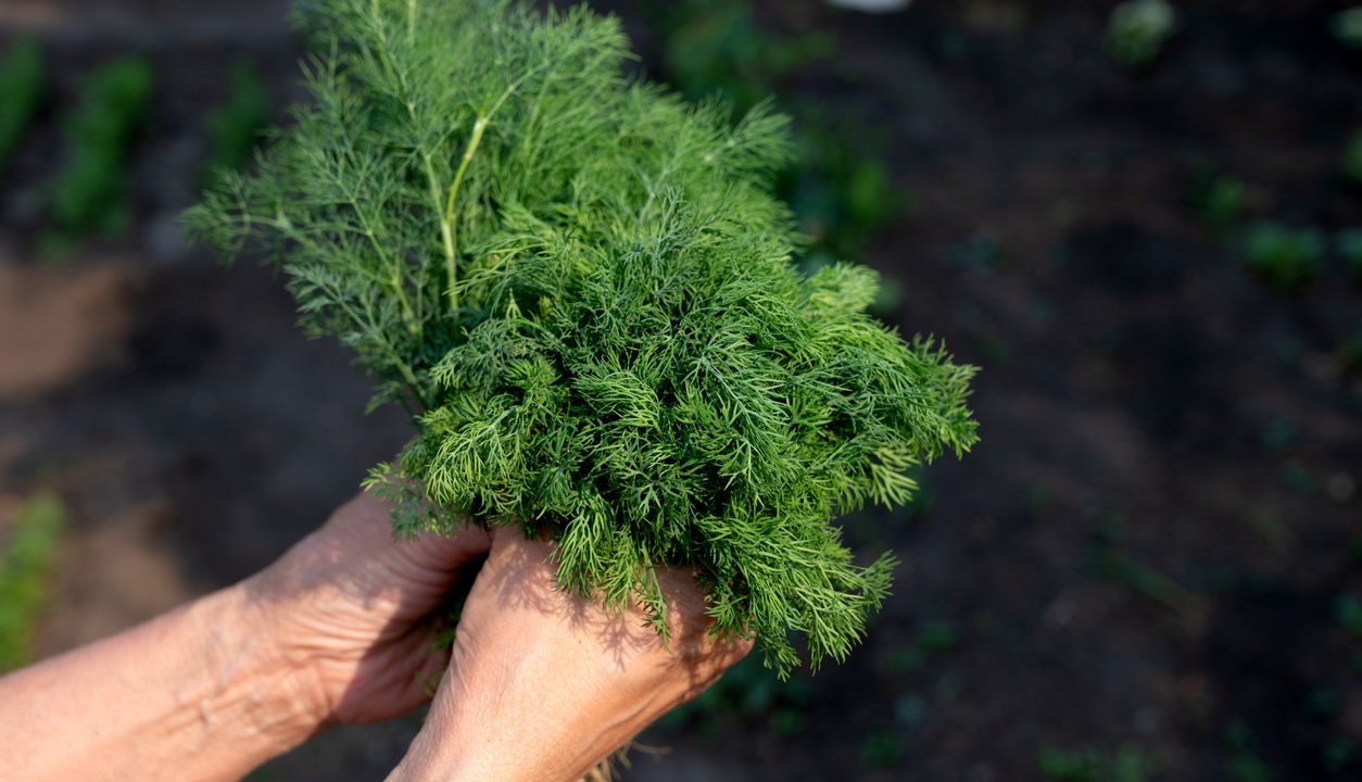 Dill: Das aromatische Küchenkraut für Frische und Leichtigkeit