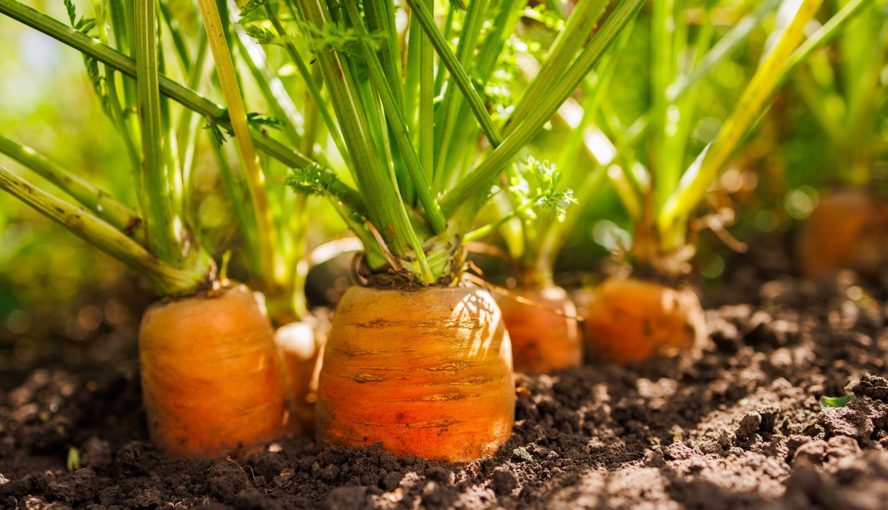 Die Möhre – warum das Wurzelgemüse zu unseren vielseitigsten Alltagshelden gehört