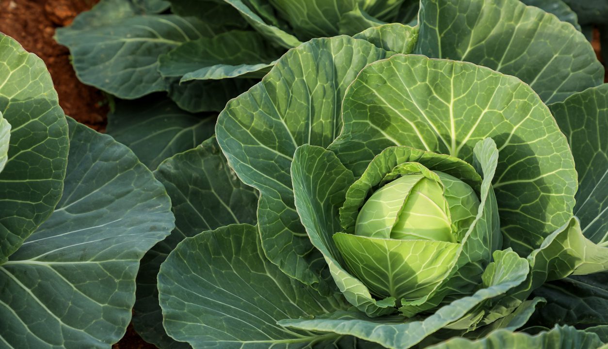 Weißkohl: Das heimische Superfood für die kalte Jahreszeit