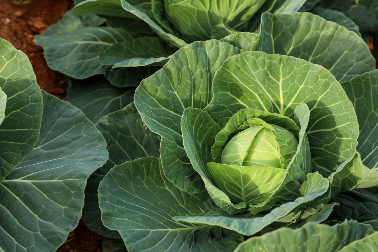Ein großer, hellgrüner Kohlkopf wächst inmitten von ausladenden, dunkleren Außenblättern auf dunkler Erde.