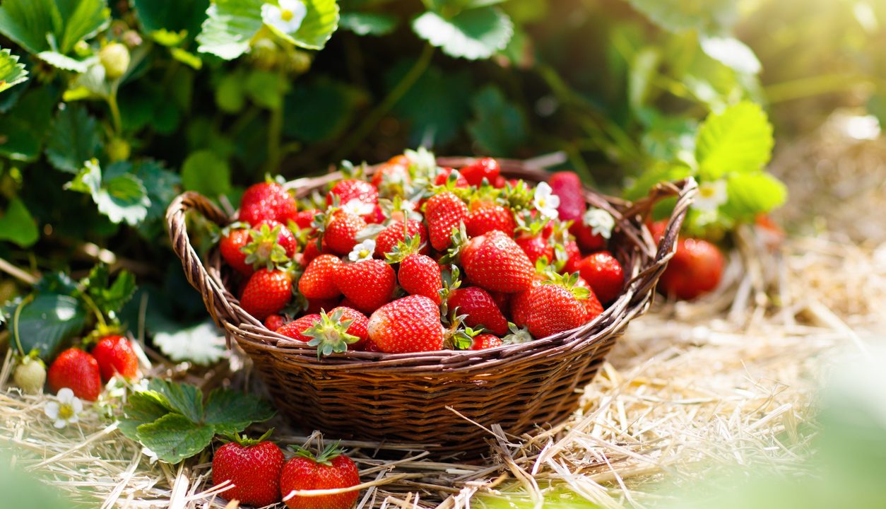 Die Erdbeere: Die süße Königin der sommerlichen Beerenzeit