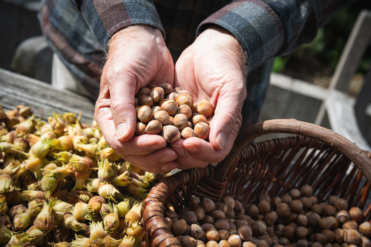 Haselnüsse als Lebensmittel – Warum sie so beliebt und so vielseitig sind