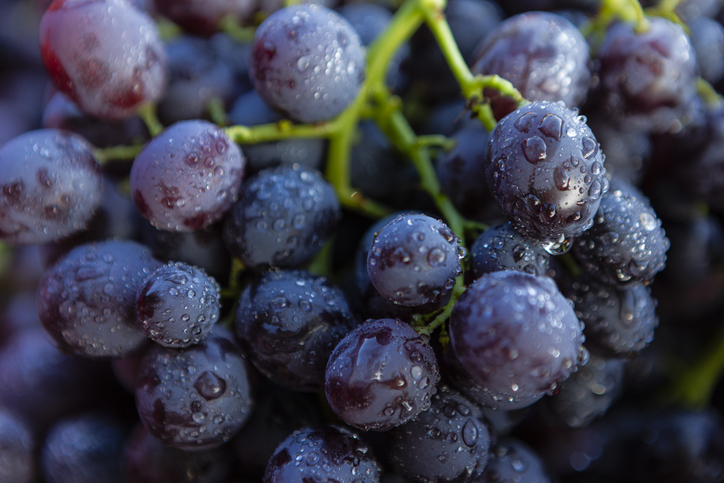 Weintrauben – So klein und doch voller Geschmack