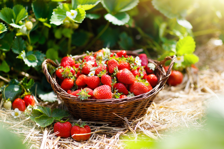 Erdbeeren – Die rote Frucht, die nach Sommer, Süße und Glück schmeckt