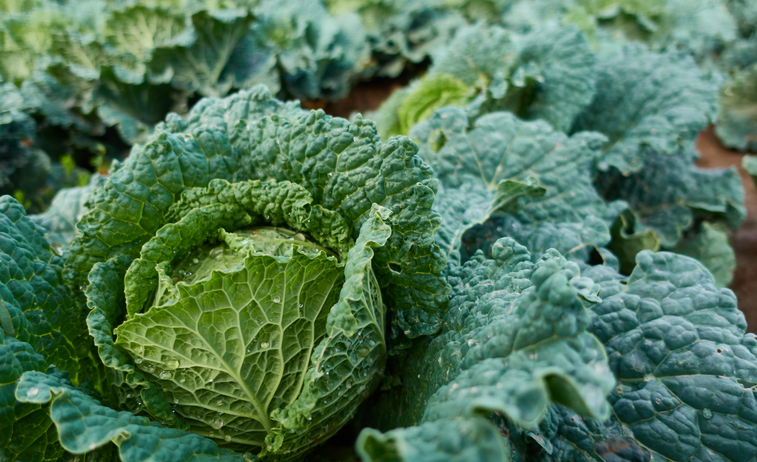 Wirsing: So lecker kann der Kohl wirklich sein